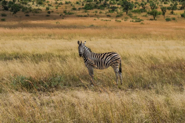 Zebra. Pilanesberg national park. South Africa. March 29, 2015 — Stock Photo, Image