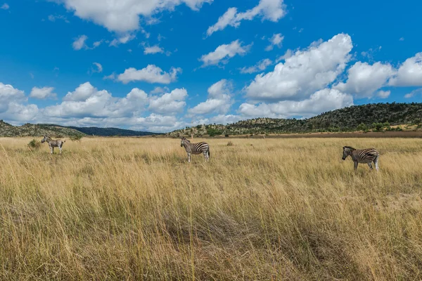 Turtles. South Africa, Pilanesberg national park. — Stock Photo, Image