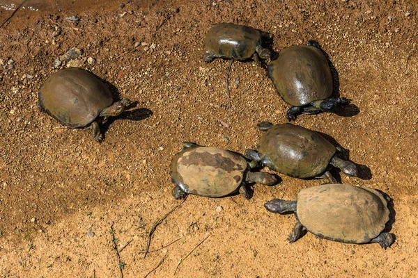 Черепахи. South Africa, Pilanesberg National Park . — стоковое фото