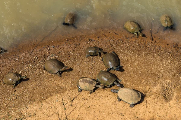 Tortugas. Sudáfrica, Parque Nacional Pilanesberg . Imagen De Stock