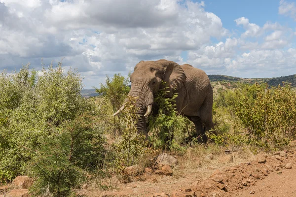 Elephant. Pilanesberg national park. South Africa. — Stock Photo, Image