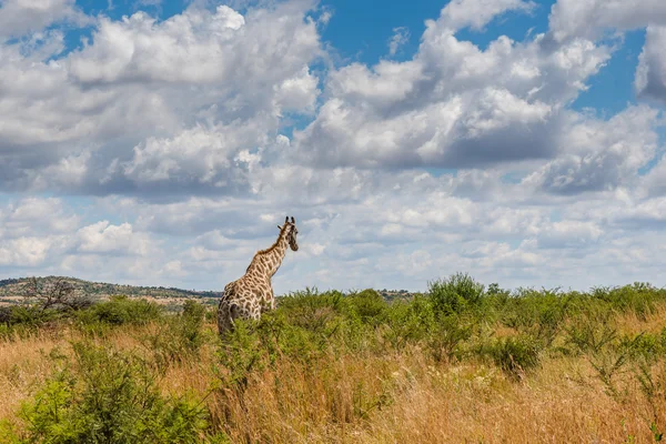 Giraf, Pilanesberg national park. Zuid-Afrika. — Stockfoto
