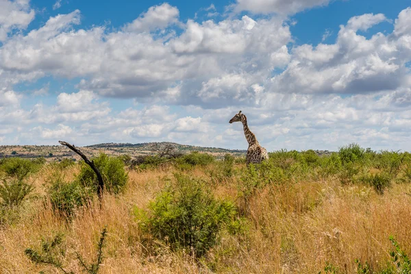 Girafa, parque nacional de Pilanesberg. África do Sul . — Fotografia de Stock