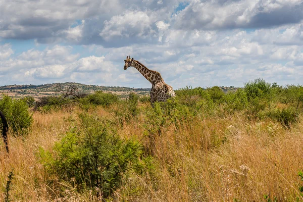 Giraffa, parco nazionale di Pilanesberg. Sudafrica . — Foto Stock