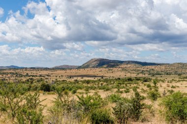 Pilanesberg Ulusal park. Güney Afrika.