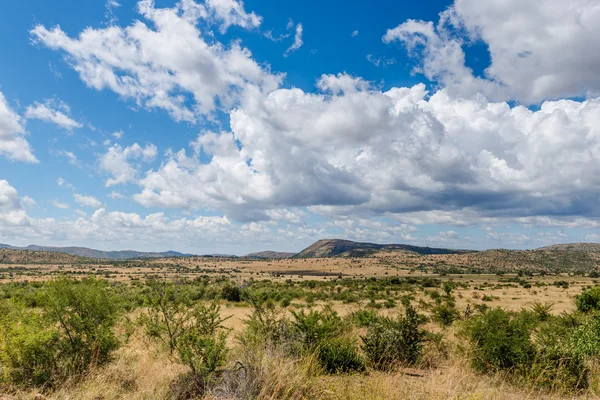 Pilanesberg national park. Jihoafrická republika. — Stock fotografie