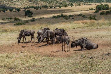 Manda, Pilanesberg ulusal park. Güney Afrika.