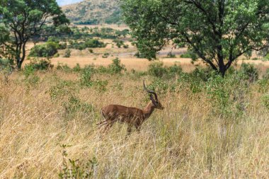 Impala (Karaca), Pilanesberg ulusal park. Güney Afrika.