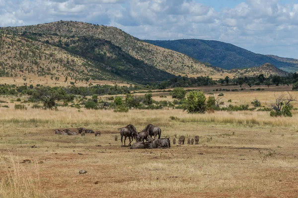 GNU, Pilanesberg national park. Republika Południowej Afryki. — Zdjęcie stockowe