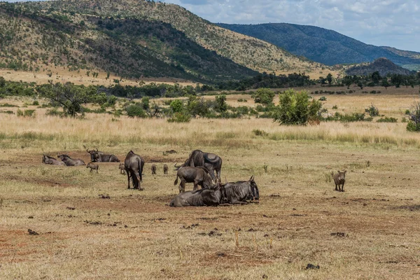 Wildebeest, Pilanesberg national park. South Africa. — Stock Photo, Image