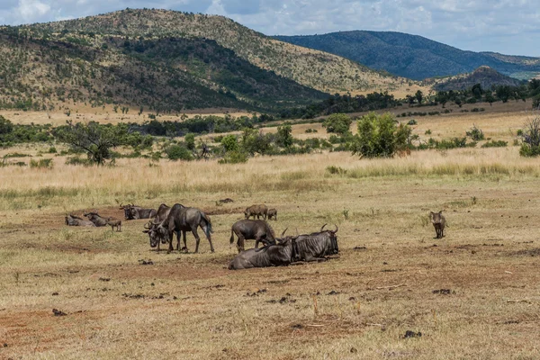 GNU, Pilanesberg national park. Republika Południowej Afryki. — Zdjęcie stockowe