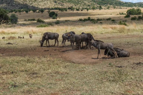 Wildebeest, Pilanesberg national park. South Africa. — Stock Photo, Image