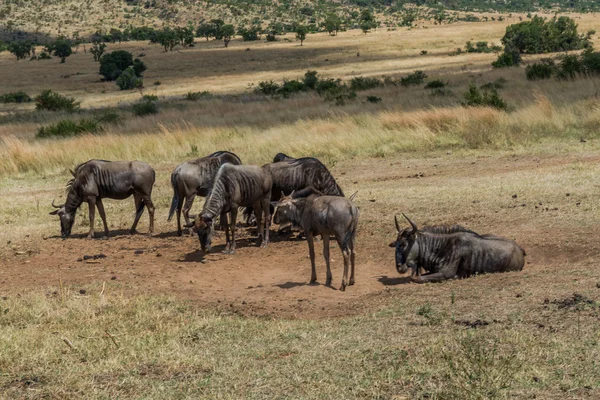 Wildebeest, Pilanesberg national park. South Africa. — Stock Photo, Image