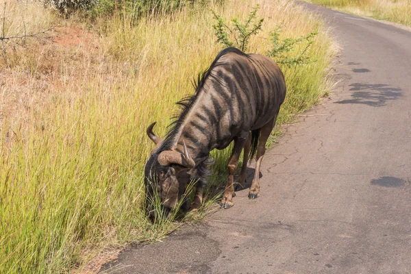 Wildebeest, parque nacional de Pilanesberg. África do Sul . — Fotografia de Stock