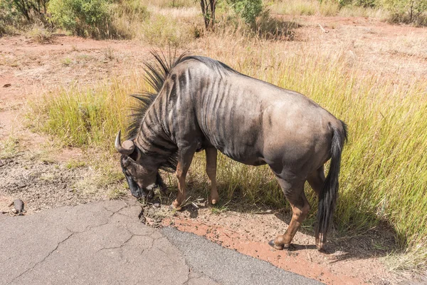 Wildebeest, Parque Nacional Pilanesberg. Sudafrica . —  Fotos de Stock