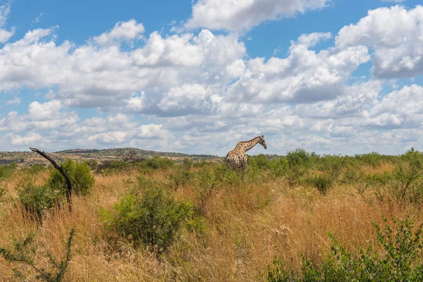 Giraffa, parco nazionale di Pilanesberg. Sudafrica . — Foto Stock