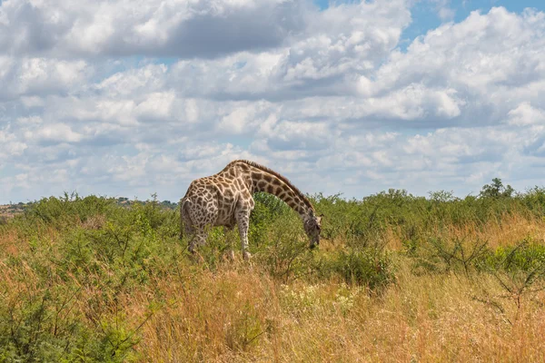 Girafa, parque nacional de Pilanesberg. África do Sul . — Fotografia de Stock