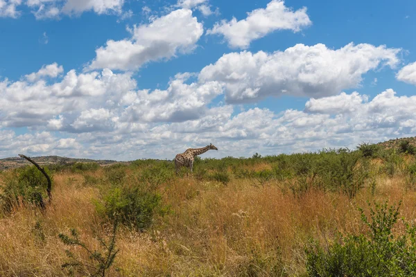 Giraffa, parco nazionale di Pilanesberg. Sudafrica . — Foto Stock
