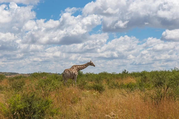 Giraf, Pilanesberg national park. Zuid-Afrika. — Stockfoto