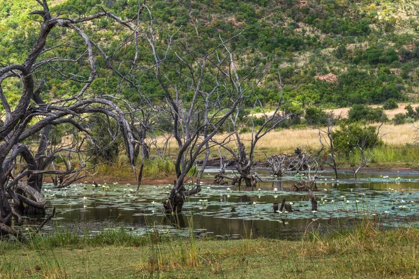 Pilanesberg national park. Jihoafrická republika. — Stock fotografie