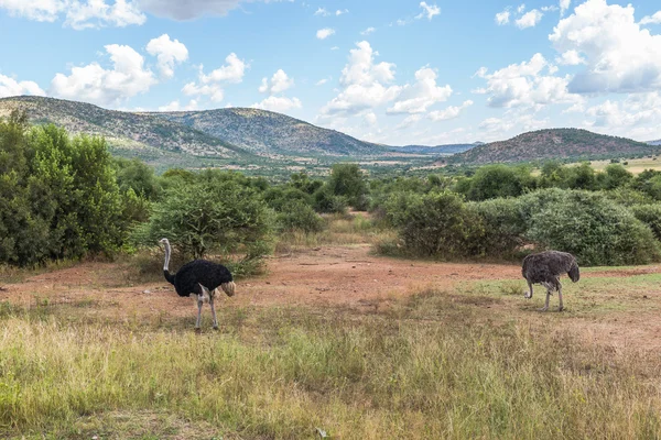 Autruche, parc national du Pilanesberg. Afrique du Sud . — Photo