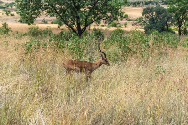 Impala (antílope), Parque Nacional Pilanesberg. Sudafrica . —  Fotos de Stock