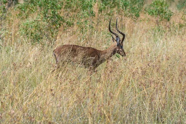 黑斑羚 (羚羊)，兰斯堡国家公园。南非. — 图库照片