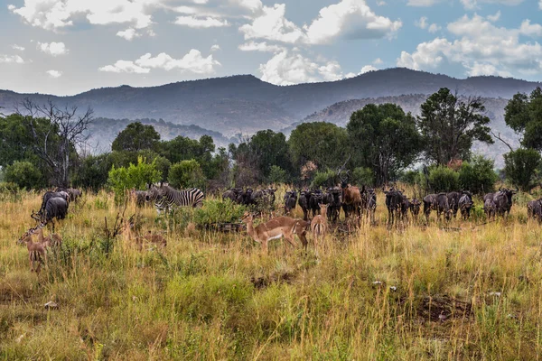 Animals in the rain, Pilanesberg national park. South Africa. — Stok fotoğraf