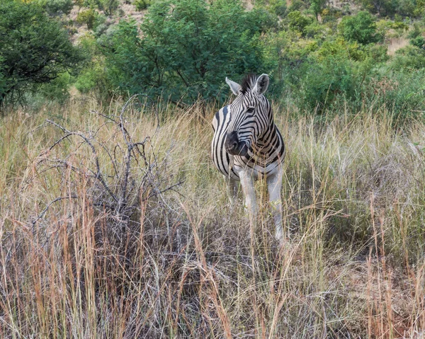 Cebra. Parque Nacional Pilanesberg. Sudafrica . —  Fotos de Stock
