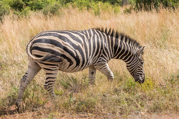 Zebra. Pilanesberg national park. South Africa. — Stock Photo, Image