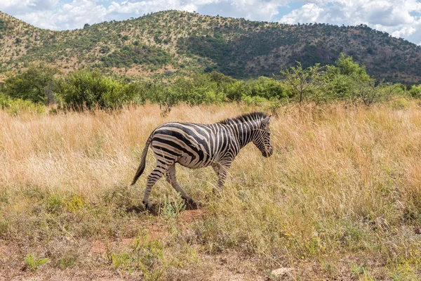 Cebra. Parque Nacional Pilanesberg. Sudafrica . —  Fotos de Stock