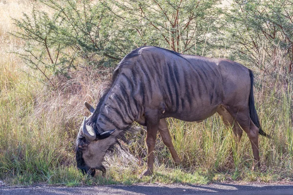 Wildebeest, Parque Nacional Pilanesberg. Sudafrica . —  Fotos de Stock