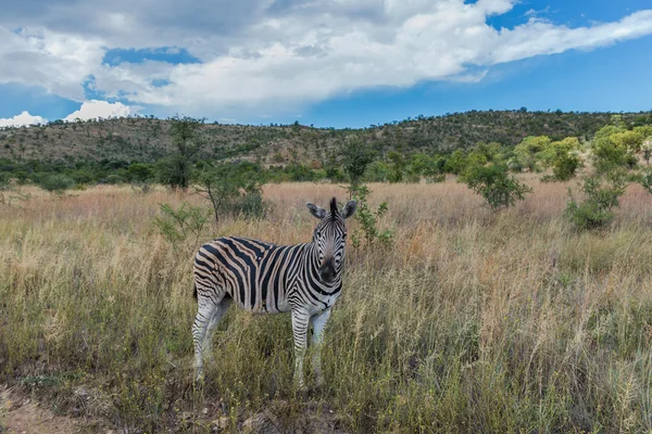 Zebra. Pilanesberg national park. South Africa. — Stock Photo, Image