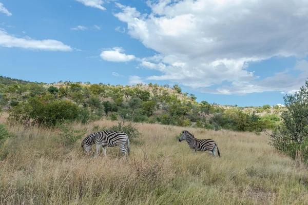 Zebra. Parco nazionale di Pilanesberg. Sudafrica . — Foto Stock