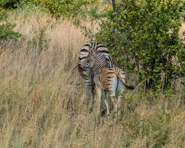 Cebra. Parque Nacional Pilanesberg. Sudafrica . —  Fotos de Stock