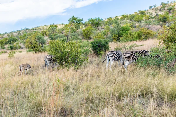 Zebra. pilanesberg. Südafrika. — Stockfoto