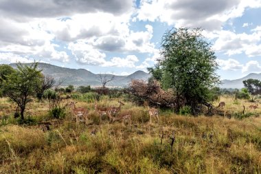 Impala (Karaca), Pilanesberg ulusal park. Güney Afrika.