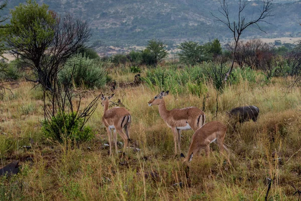 Impala (antílope), Parque Nacional Pilanesberg. Sudafrica . —  Fotos de Stock