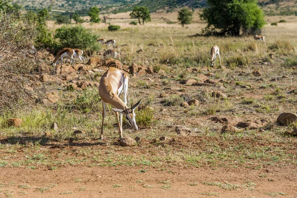 Impala (antilope), parco nazionale di Pilanesberg. Sudafrica . — Foto Stock