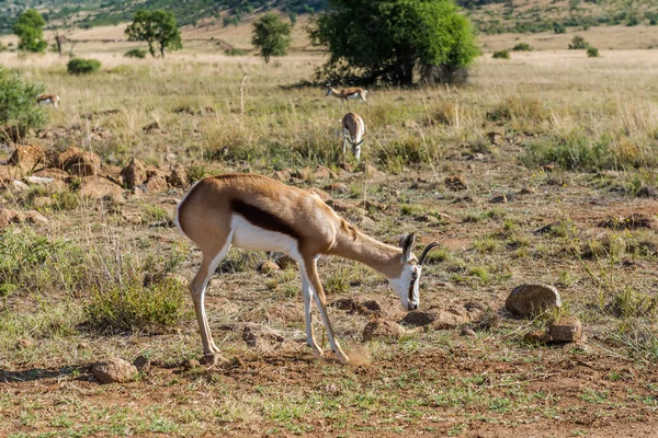 Impala (antilopen), Pilanesberg Nationaal park. Zuid-Afrika. — Stockfoto