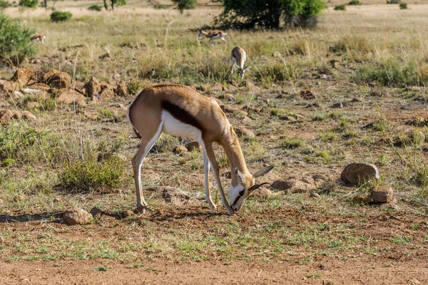 Impala (Karaca), Pilanesberg ulusal park. Güney Afrika. — Stok fotoğraf