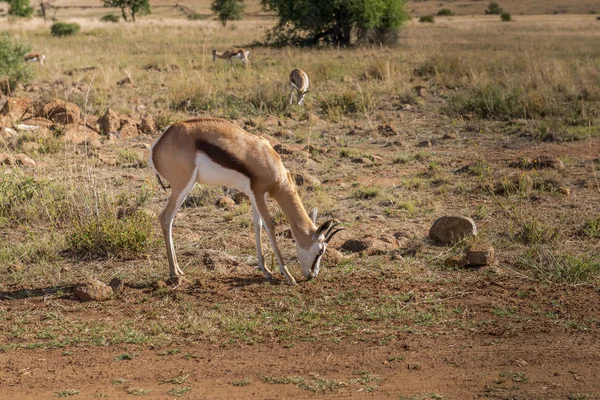Импала (антилопа), национальный парк Пиланесберг. Южная Африка . — стоковое фото