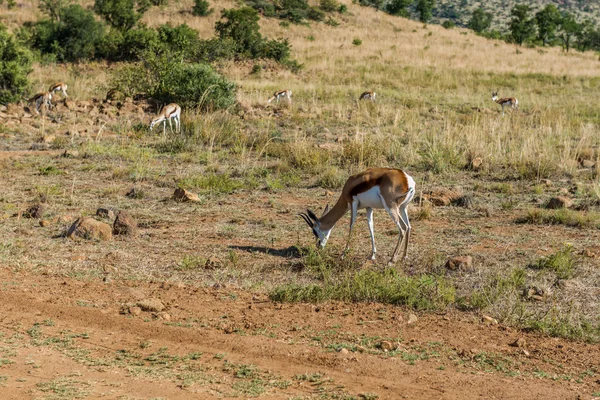 Impala (αντιλόπη), Pilanesberg εθνικό πάρκο. Νότια Αφρική. — Φωτογραφία Αρχείου