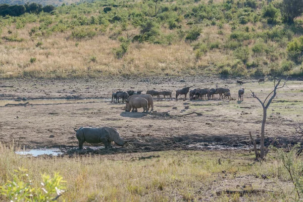 Rinoceronte. Parque Nacional Pilanesberg. Sudafrica . —  Fotos de Stock