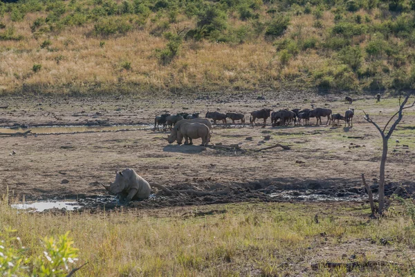 Rinoceronte. Parque Nacional Pilanesberg. Sudafrica . —  Fotos de Stock