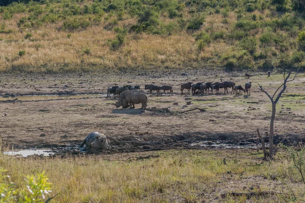 Rhinoceros. Pilanesberg national park. South Africa. — Stock Photo, Image