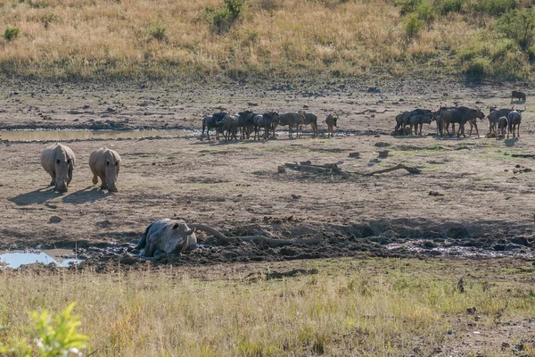 Noshörning. Pilanesberg nationalpark. Sydafrika. — Stockfoto