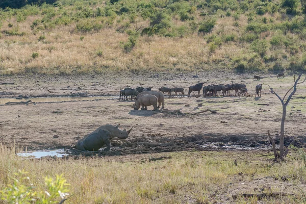 Noshörning. Pilanesberg nationalpark. Sydafrika. — Stockfoto