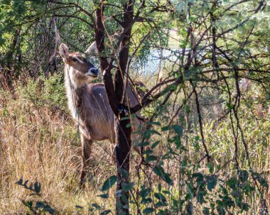 Duiker, Pilanesberg ulusal park. Güney Afrika.
