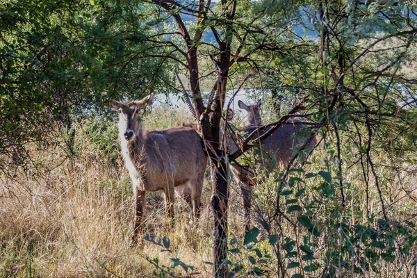 Ingatag, Pilanesberg nemzeti park. Dél-Afrika. — Stock Fotó
